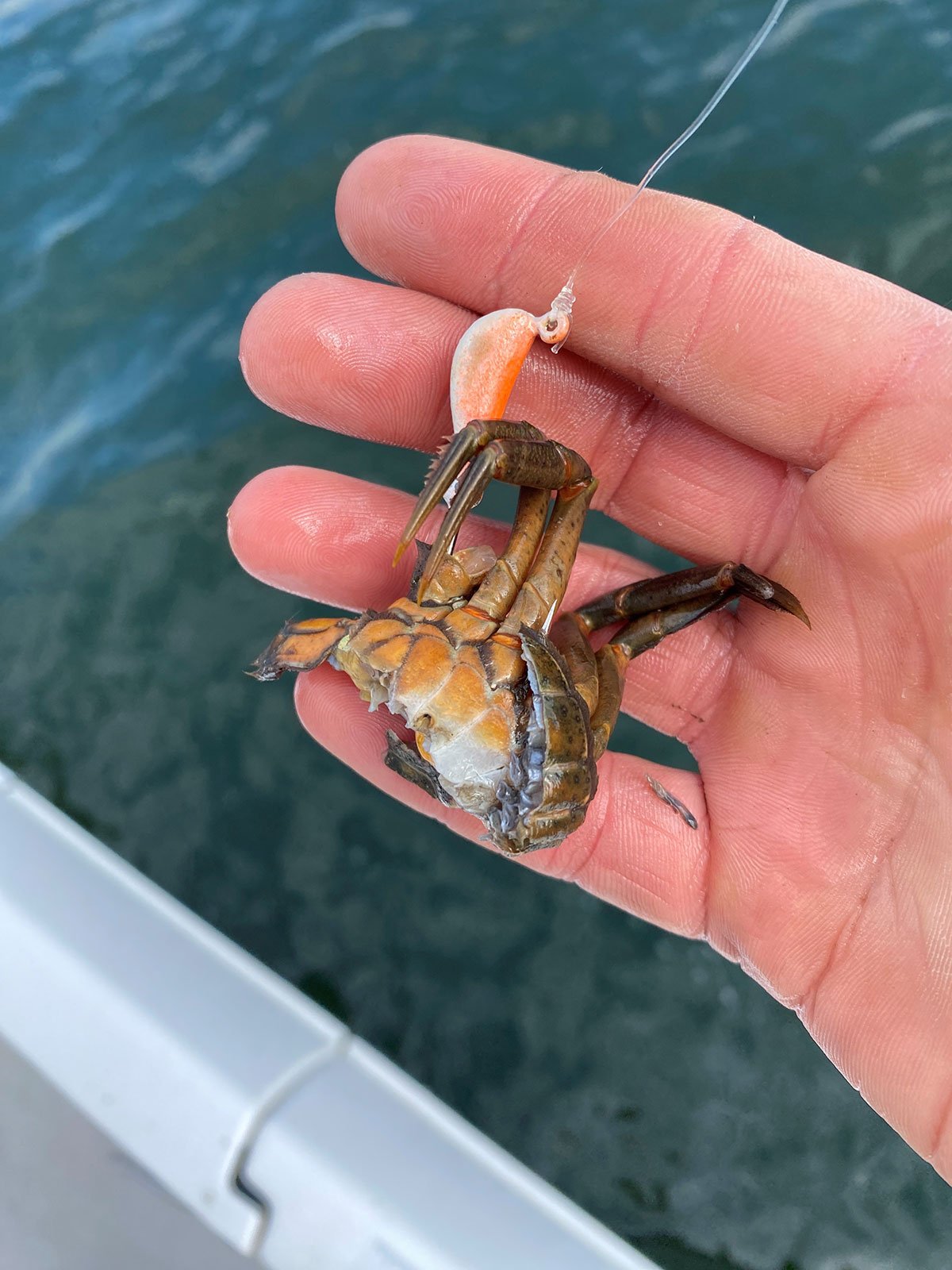 crab