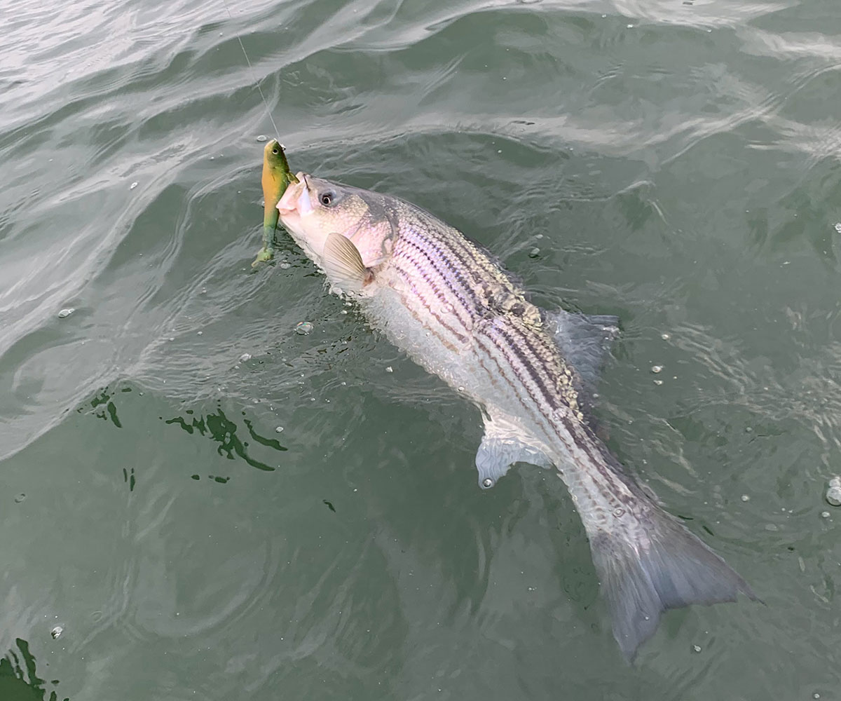 PADDLETAIL