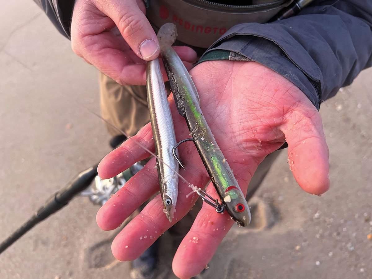 sand eel