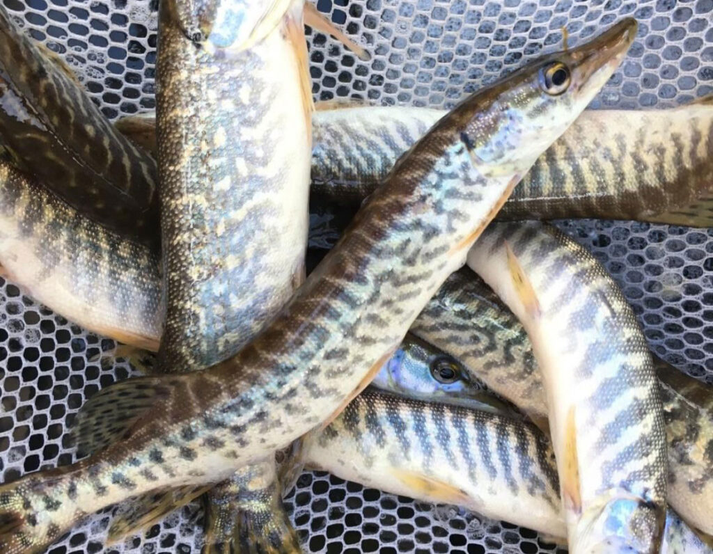 pike