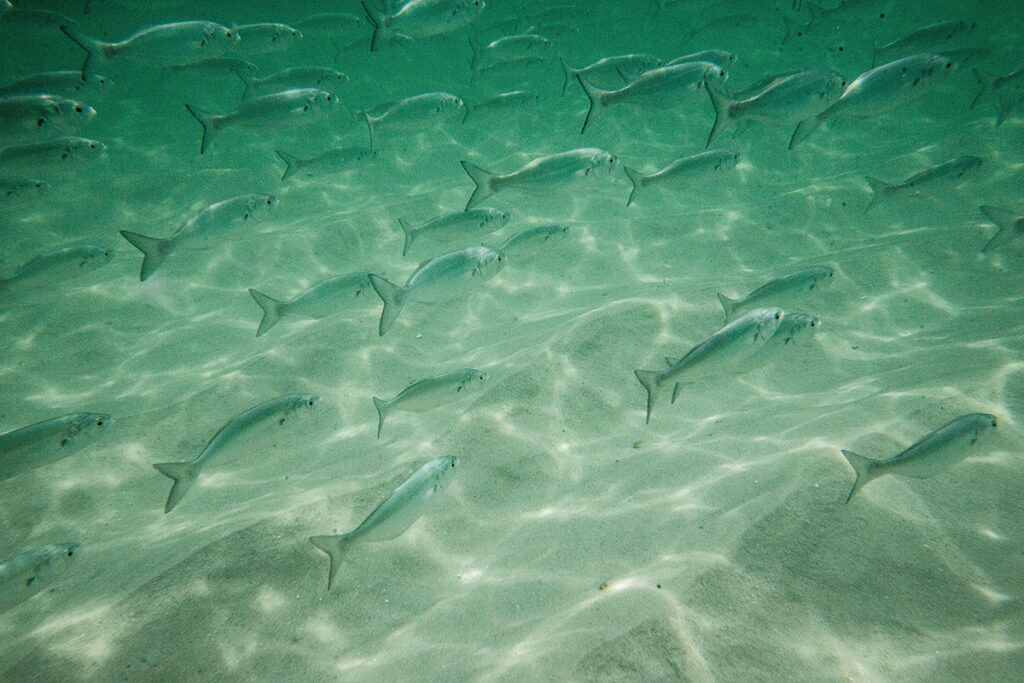 blues