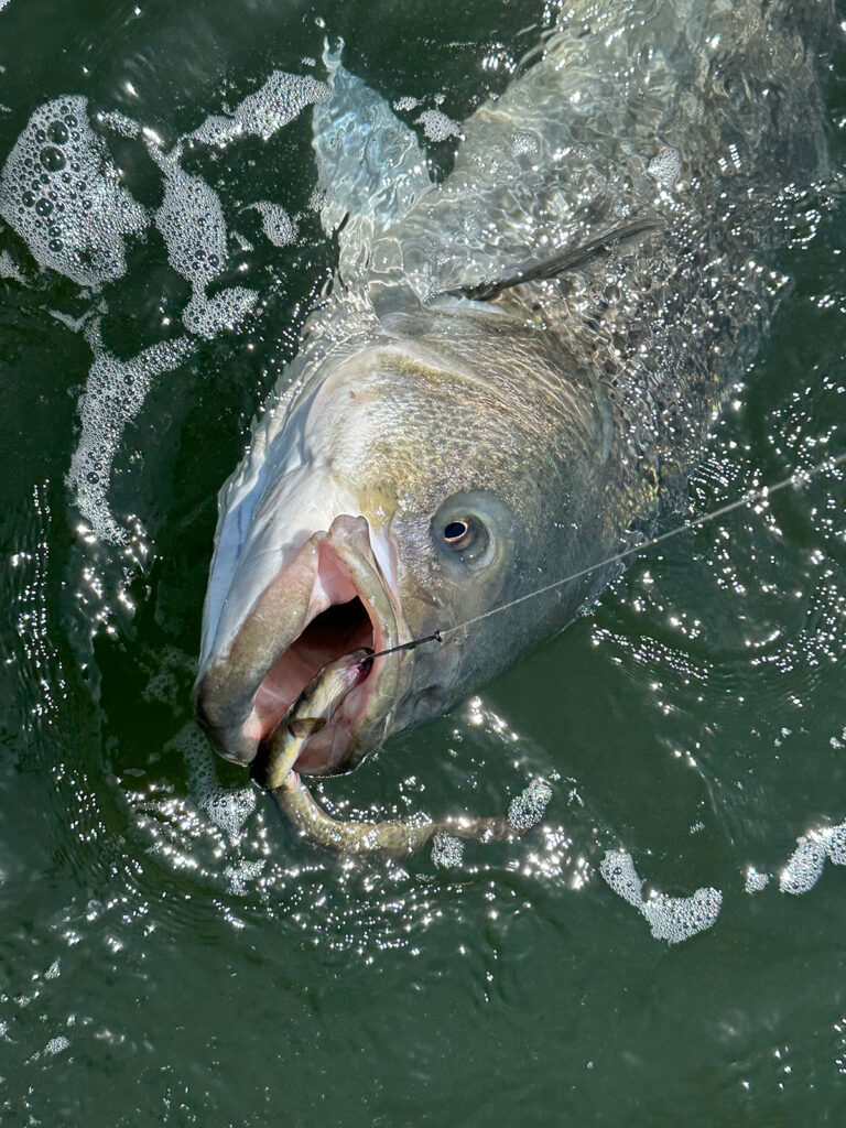 eels