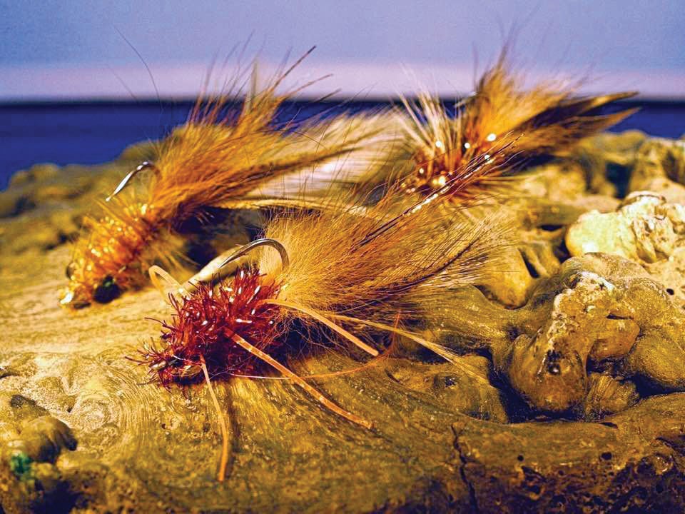 Crustacean Creature Fly