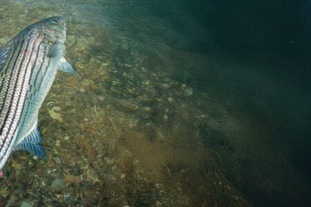 striper-run
