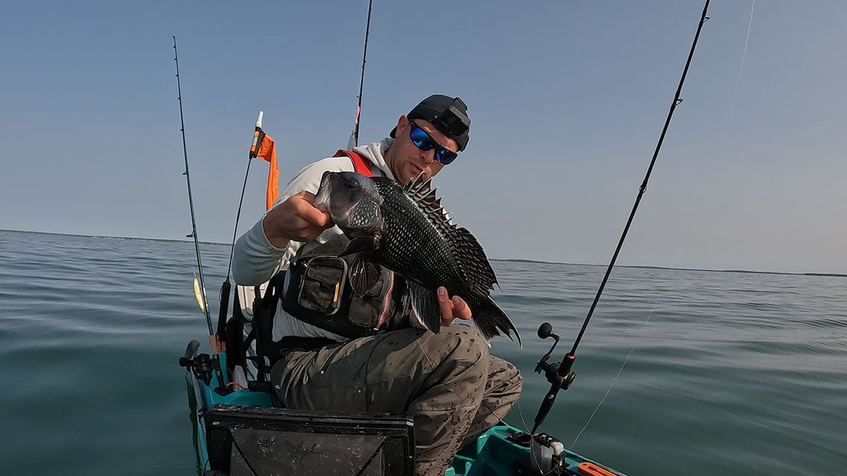 sea-bass