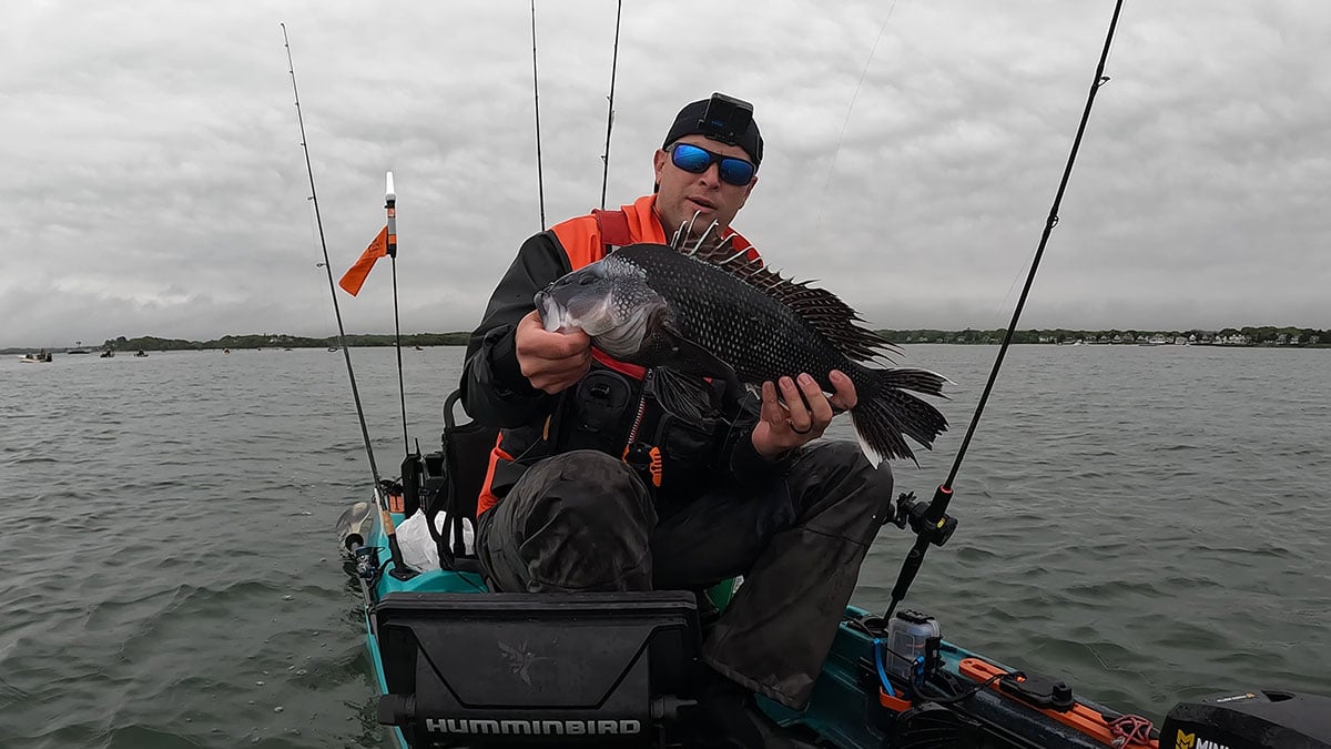 giant-sea-bass