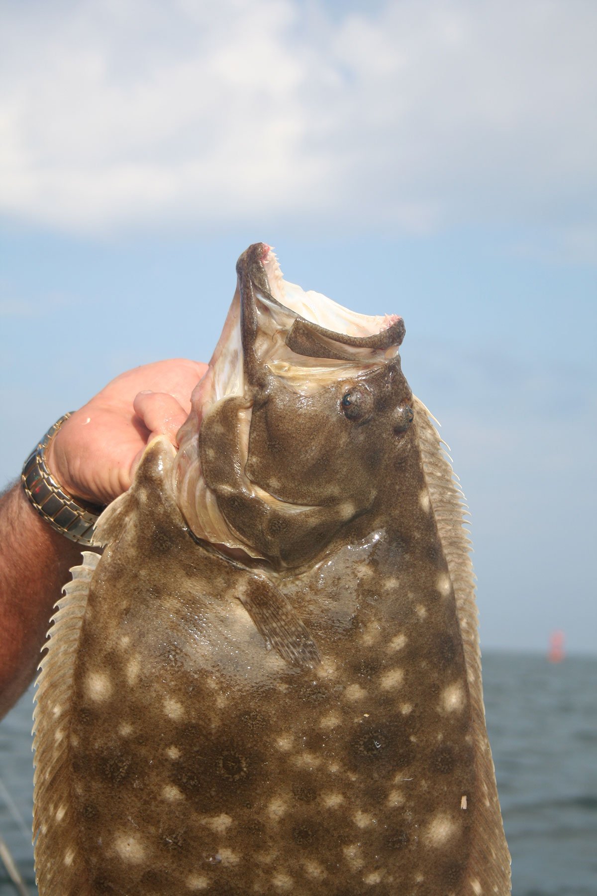 summer-flounder