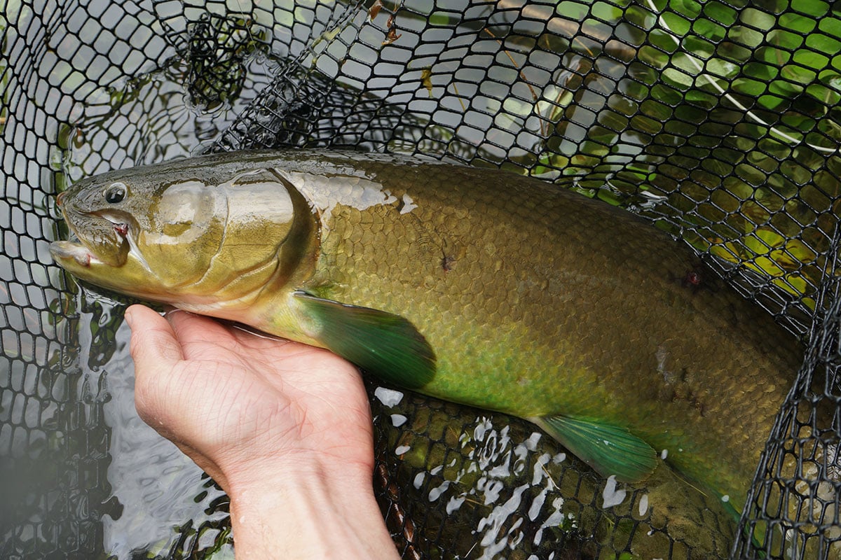 bowfin