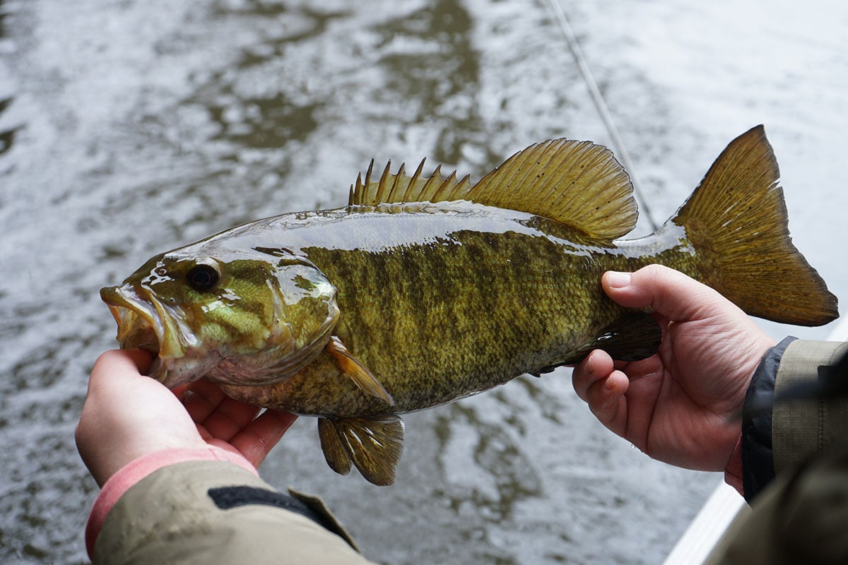 SMALLMOUTH-BASS