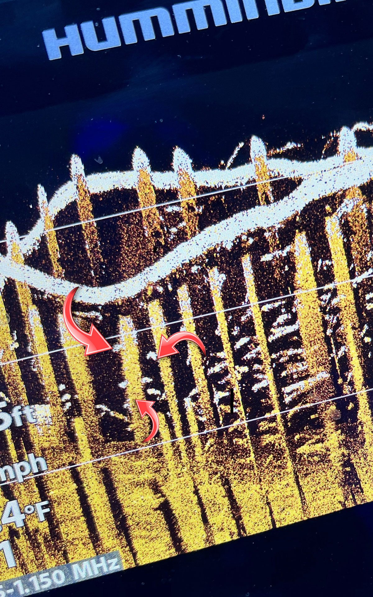 The author has added red arrows to this “side scan” screenshot of his Humminbird unit which shows where sheepshead appear along a highly structured South Jersey area.