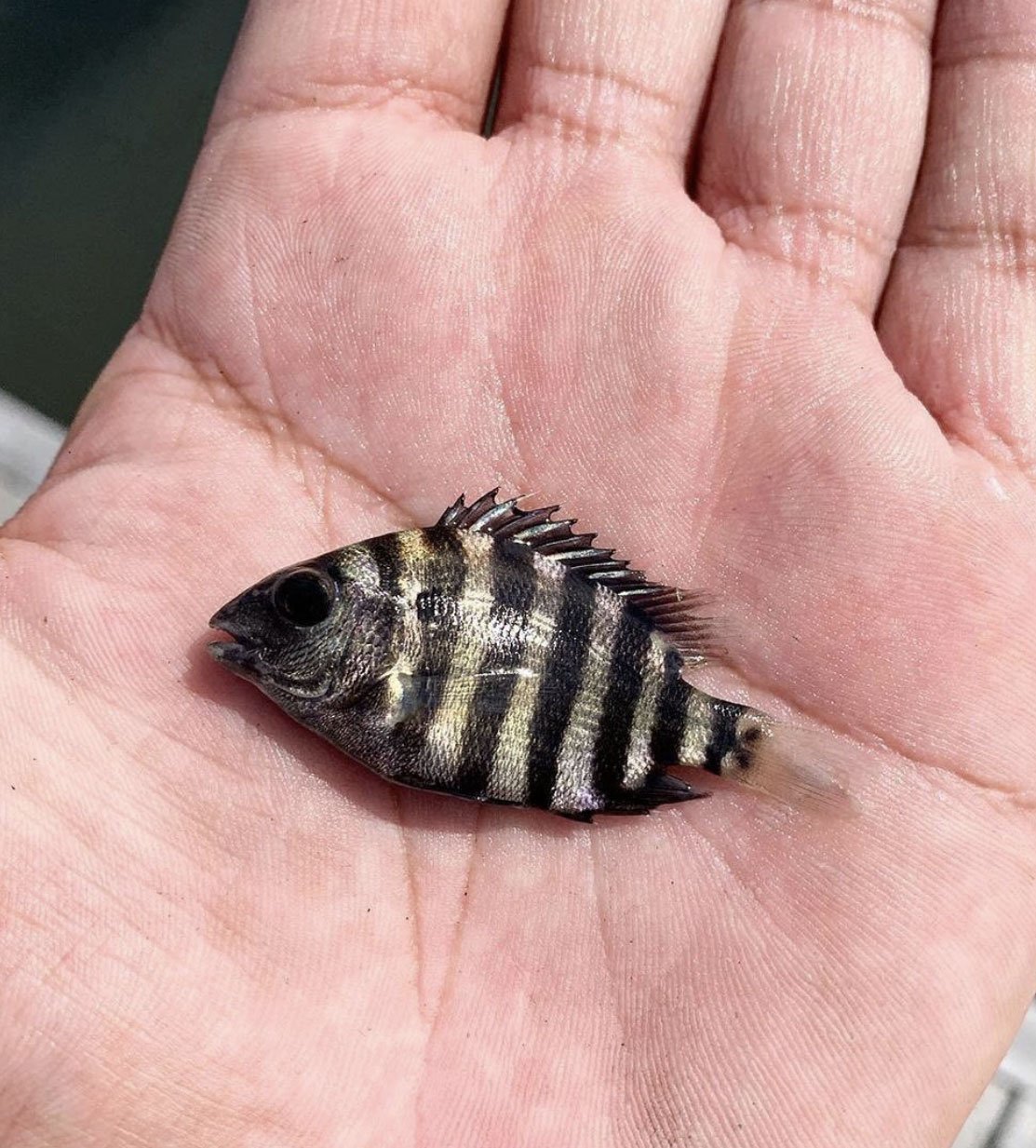 smallfish