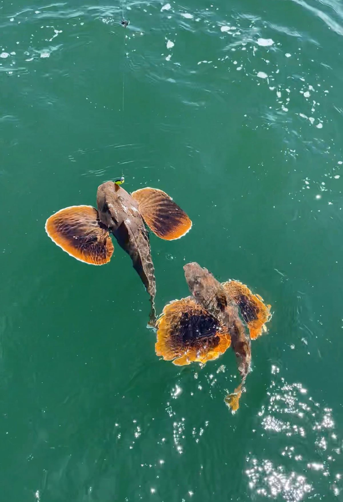 sea-robins