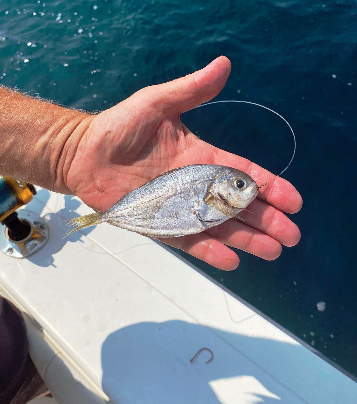 butterfish