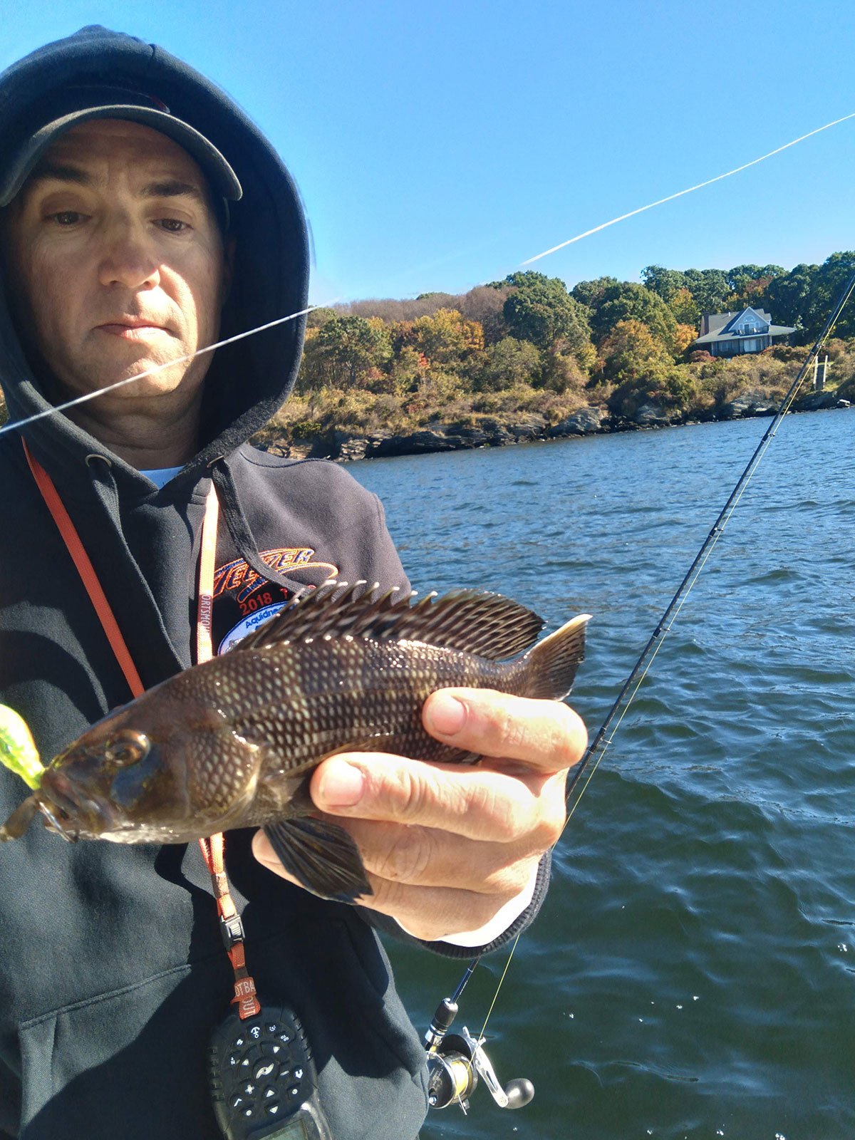 sea-bass