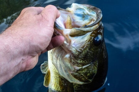 bass