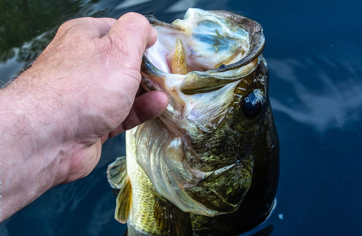 bass