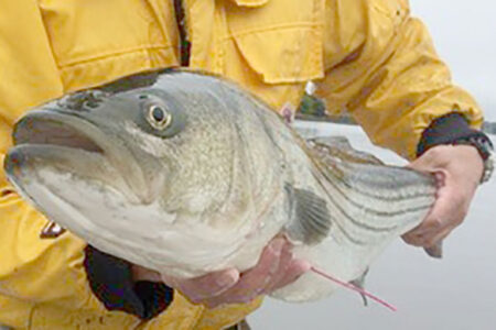 striper-news