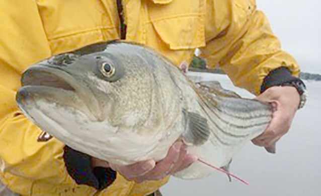 striper-news