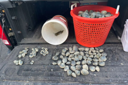 clams