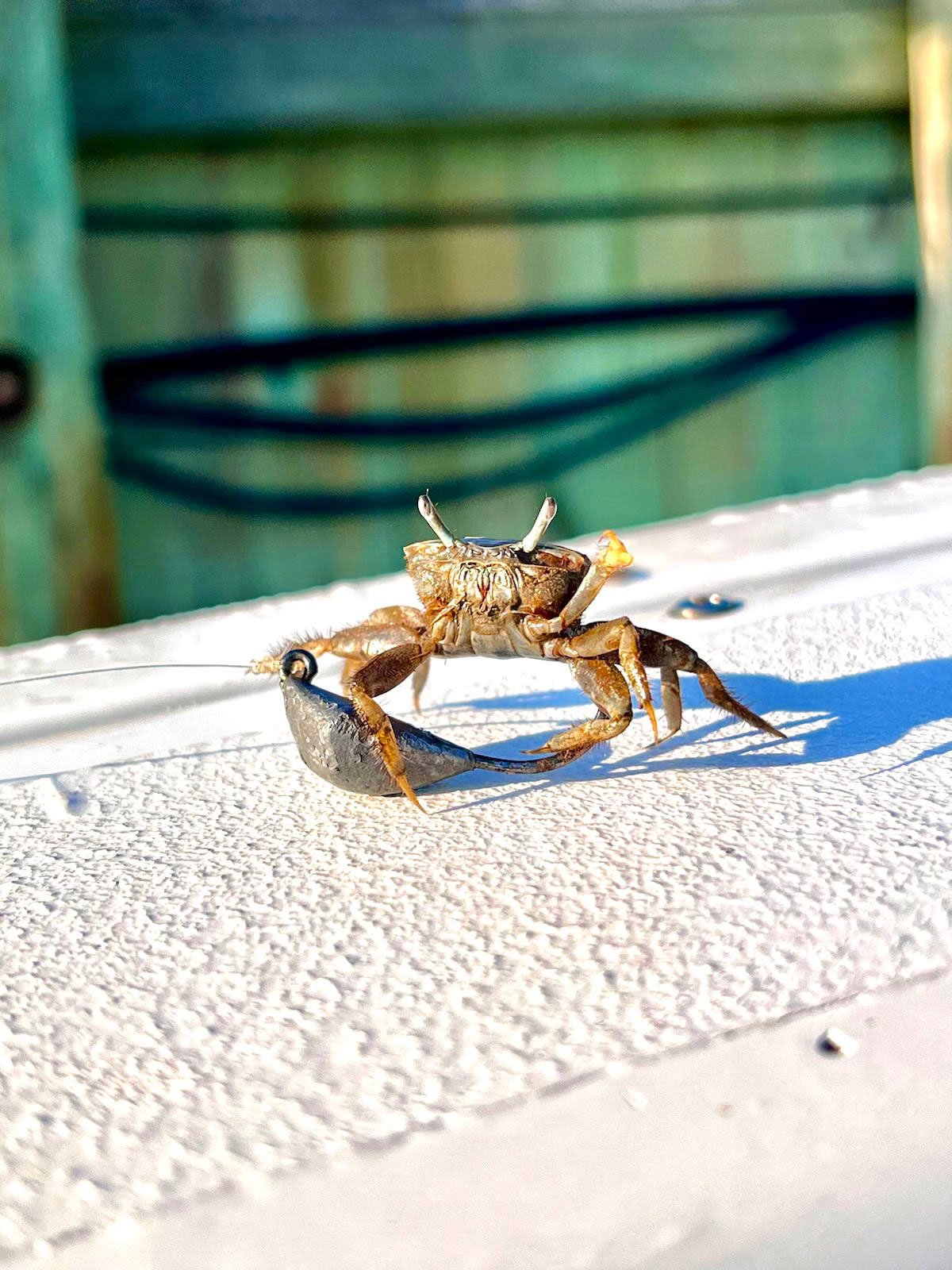 crab