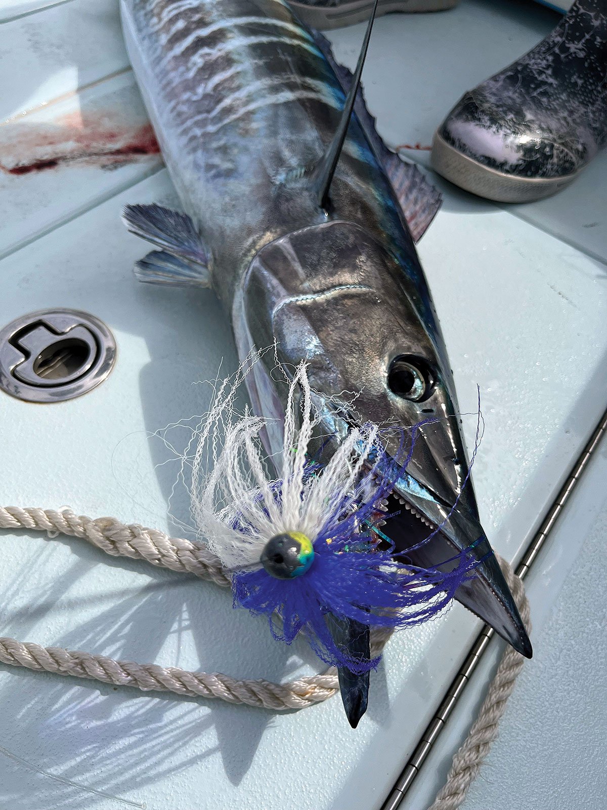 WAHOO-SEA-WITCH