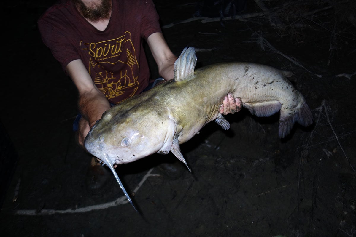 bottom-feeder