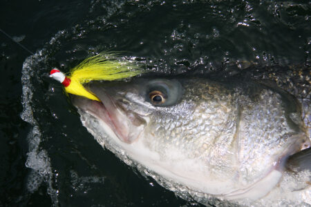 Big bass