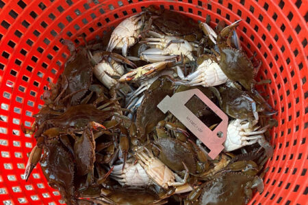 Undersized blue crabs