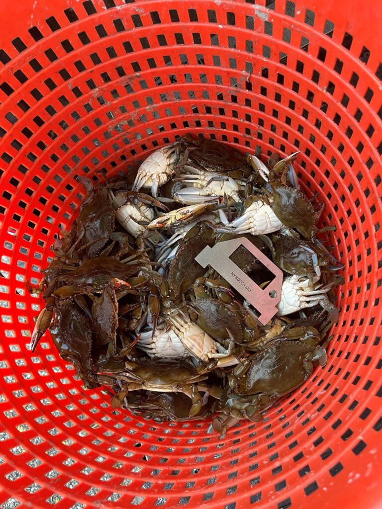 Undersized blue crabs