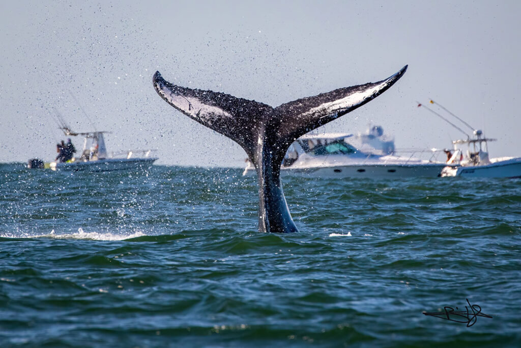 whale