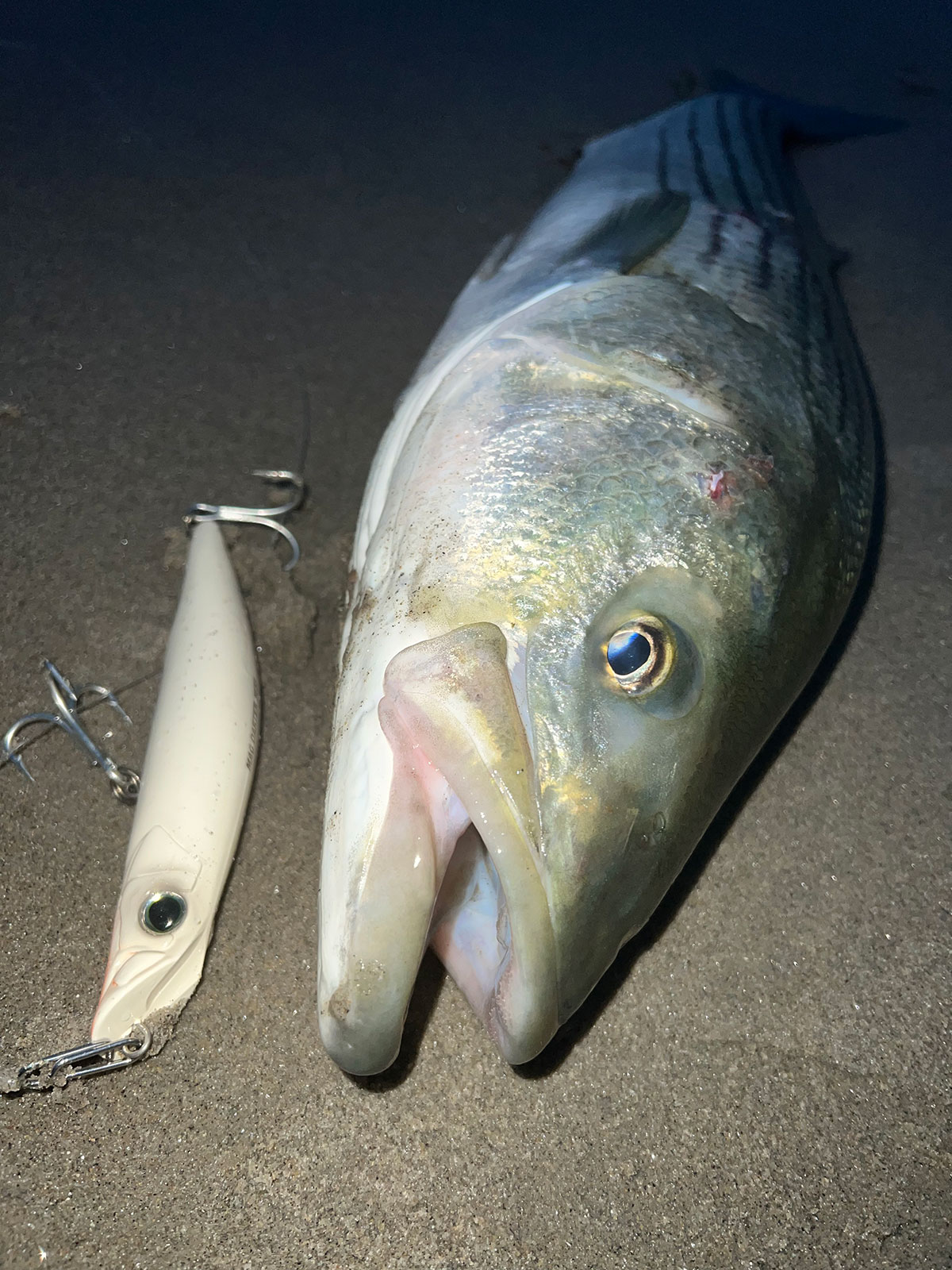 striper