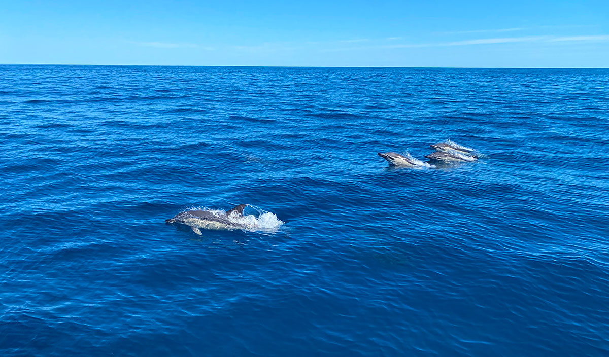 PORPOISE