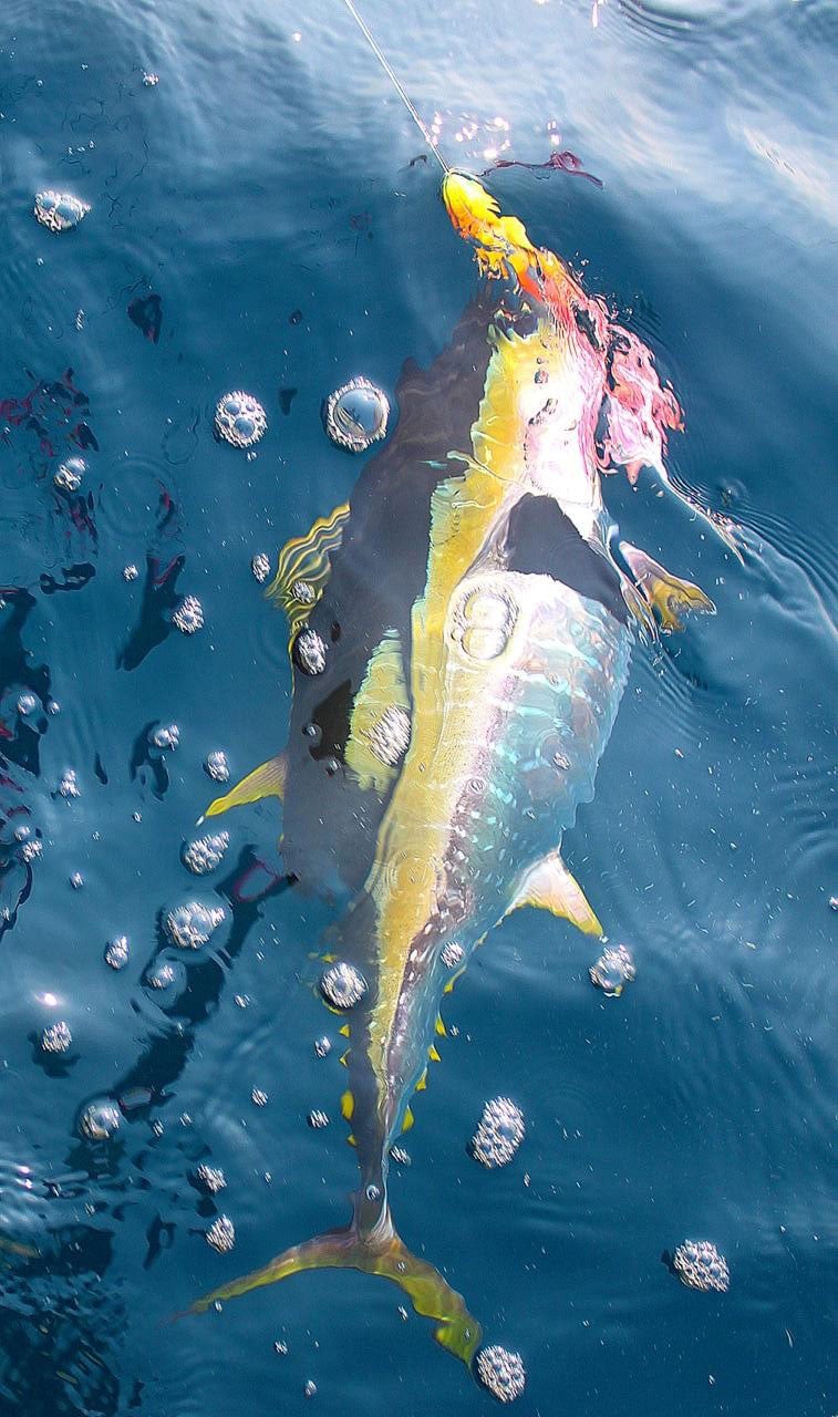 Trolled-Yellowfin-at-Boatside
