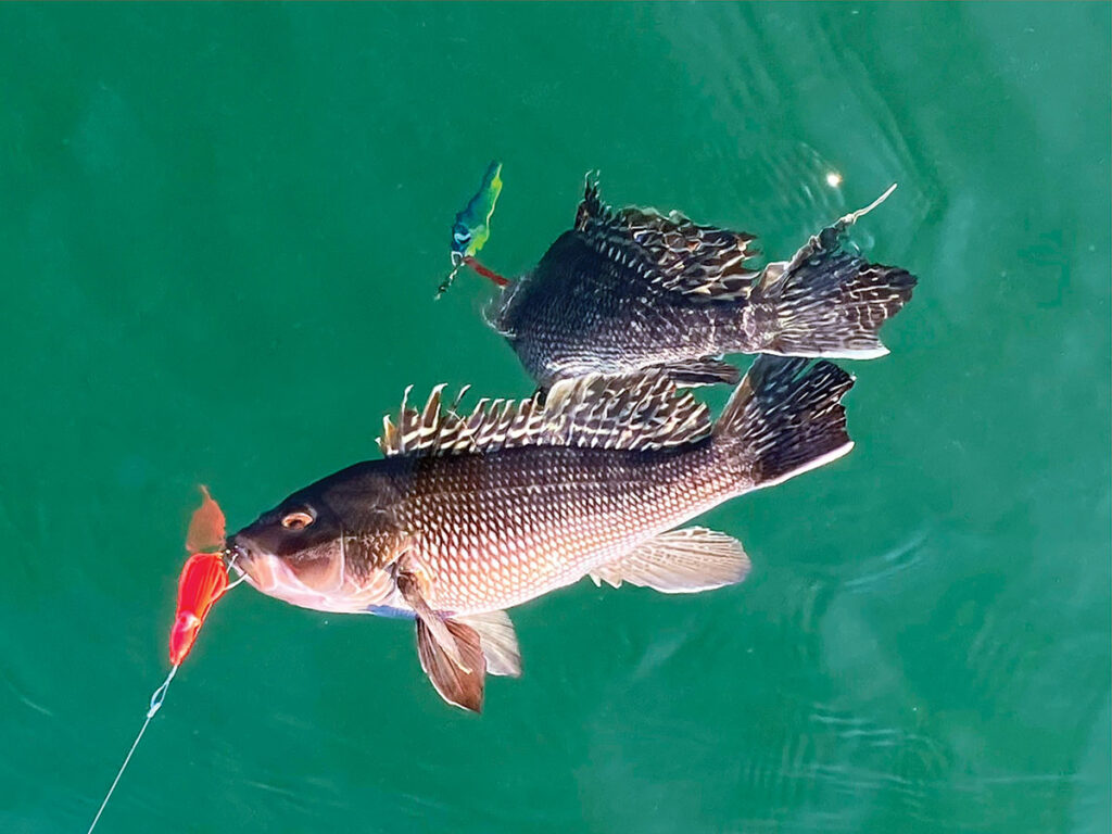 sea-bass