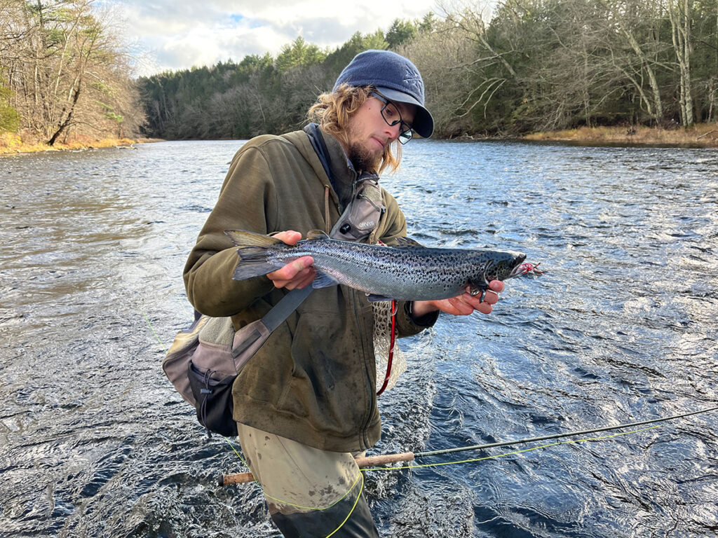 salmon