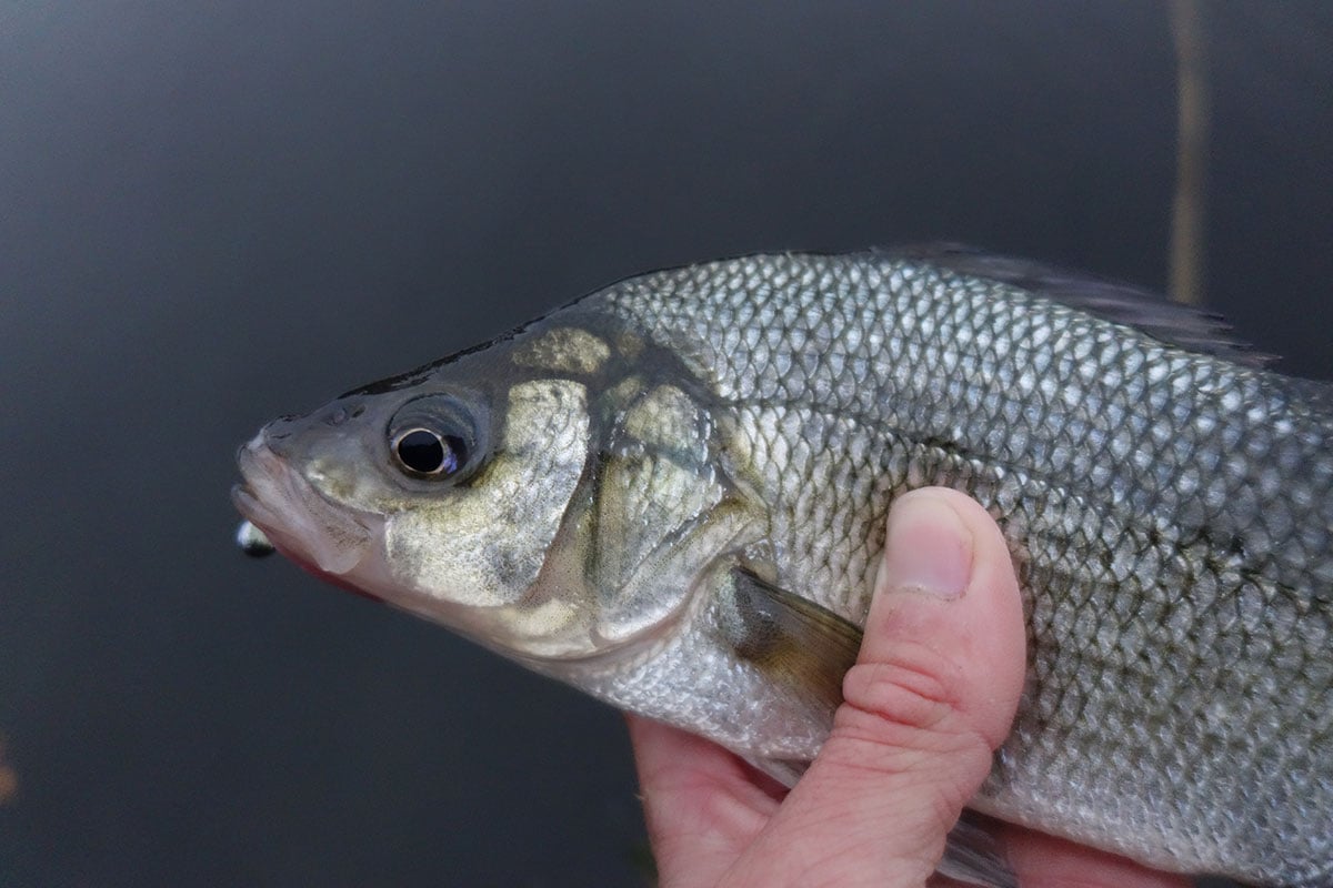 WHITE-PERCH