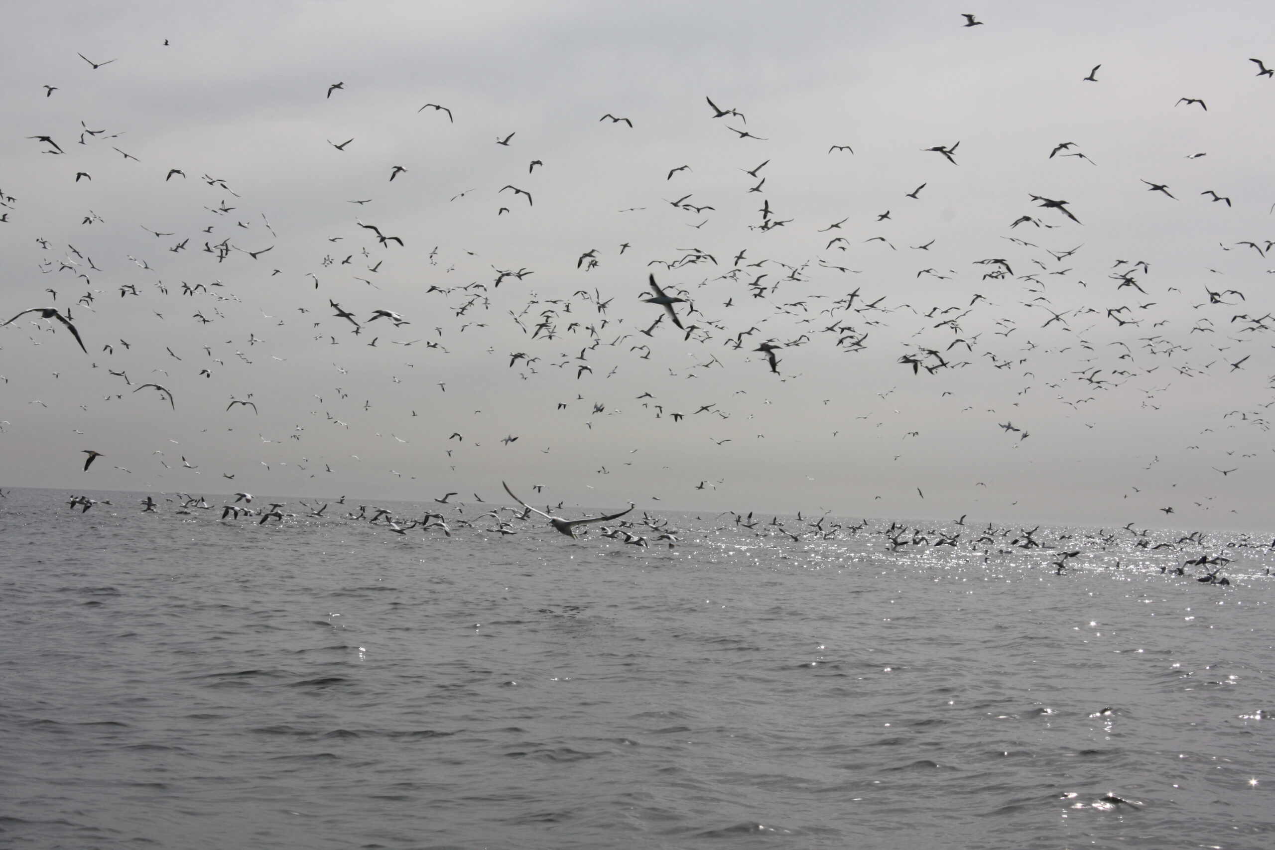 gannets