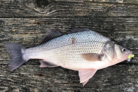 white perch