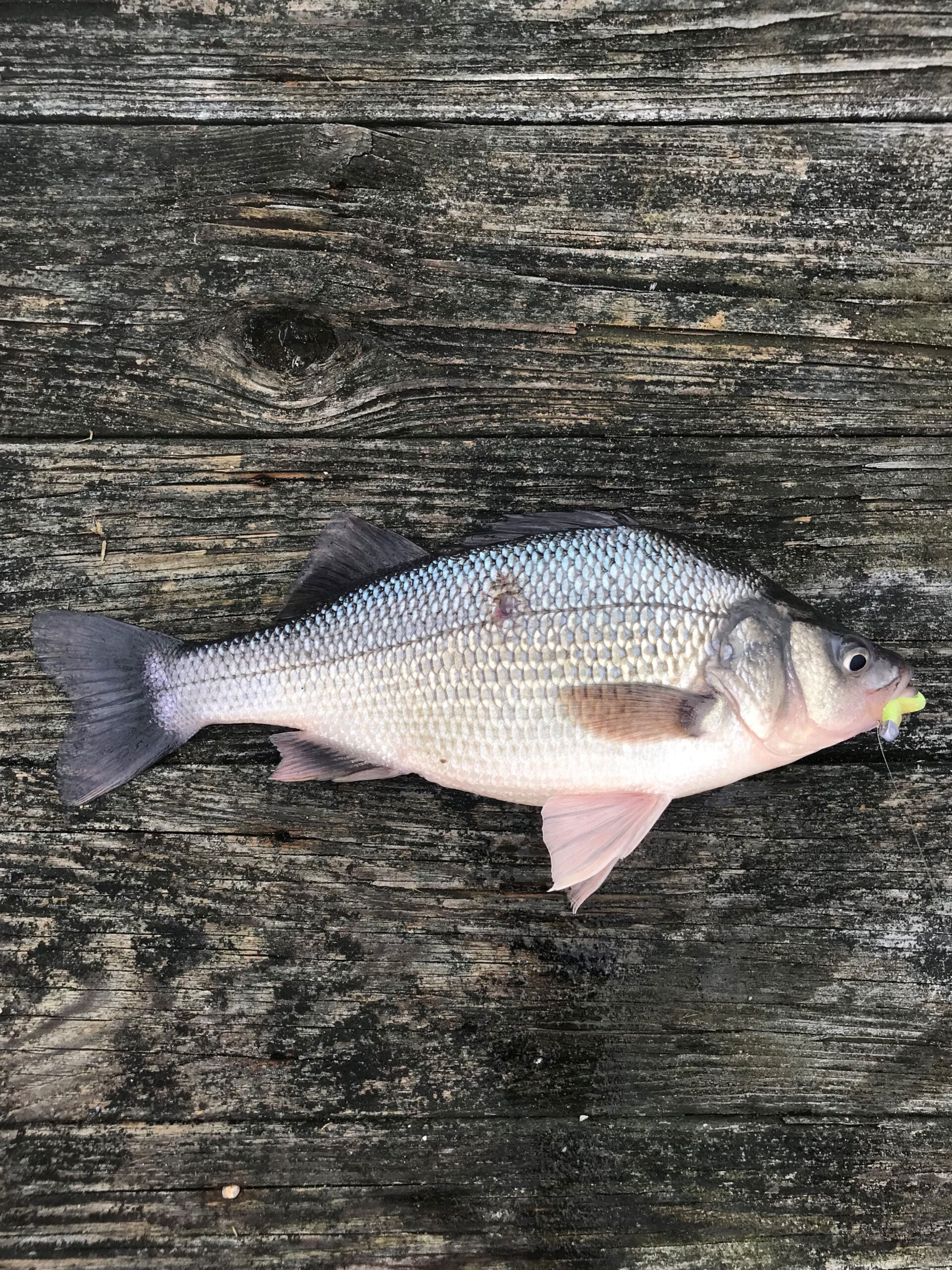 white perch