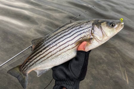 stripers