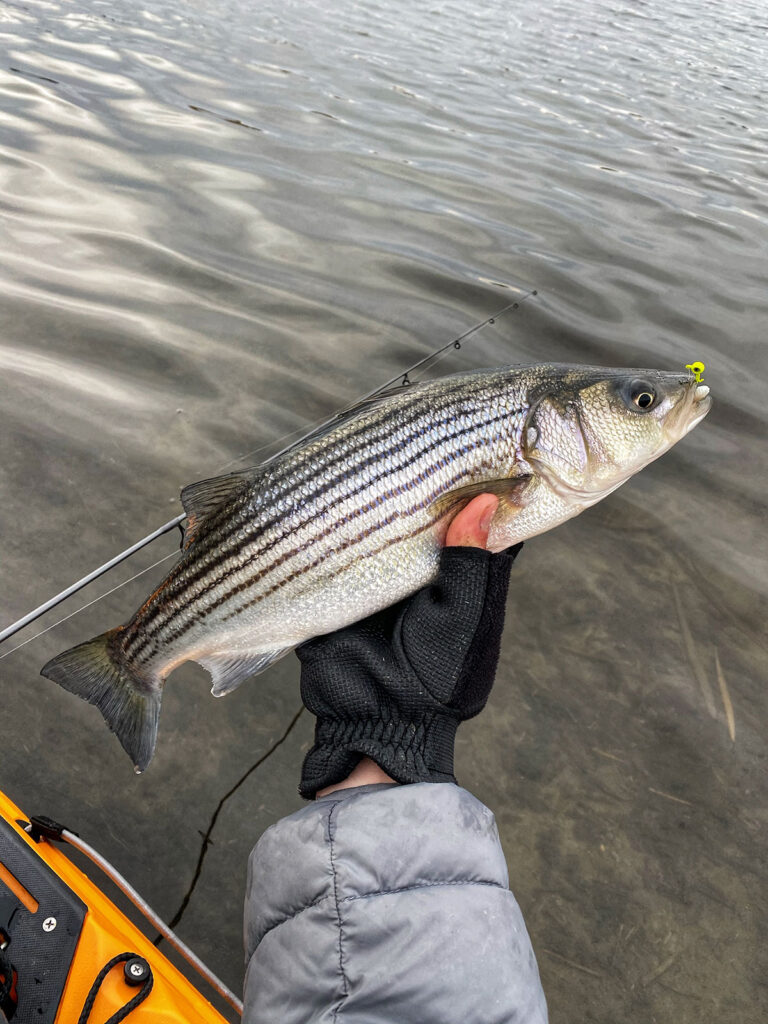 stripers