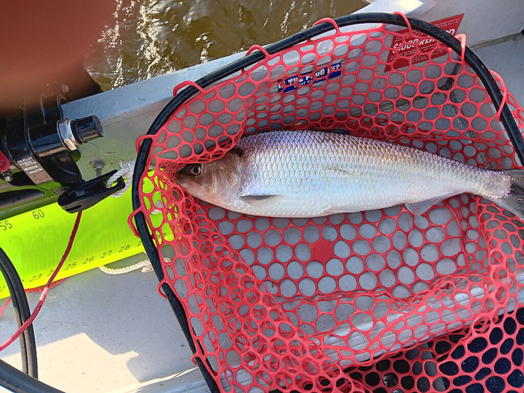 american-shad