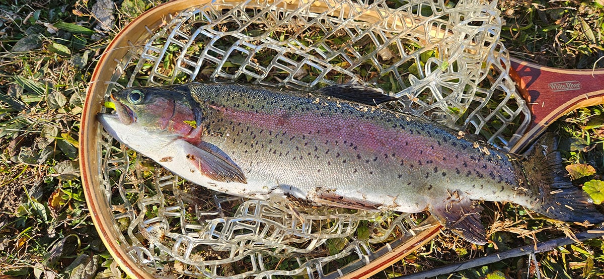 trout