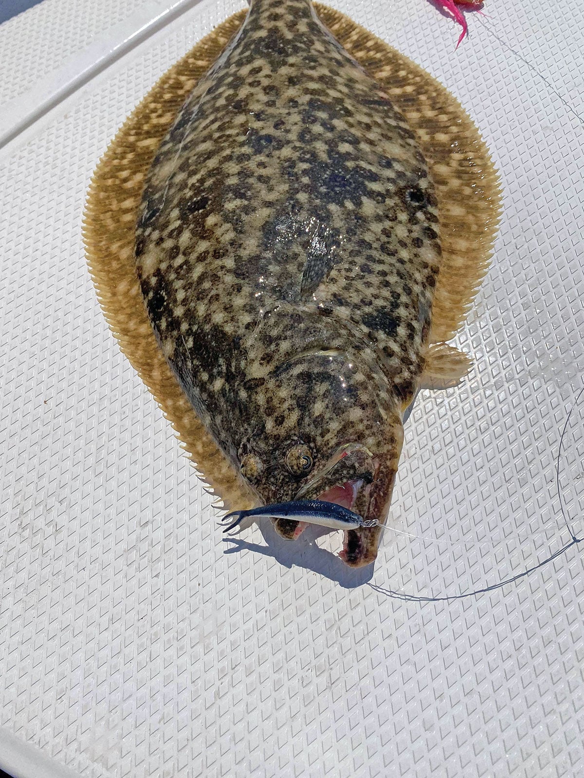 small-baits