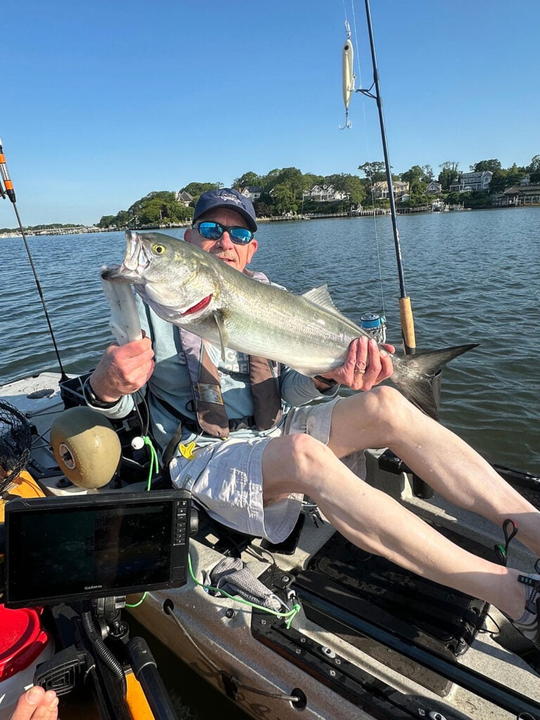 bluefish