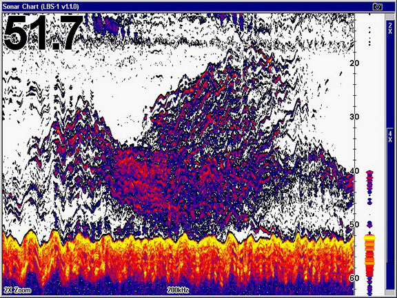 ABUNDANCE-OF-SEA-BASS