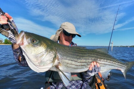 biggest-striper