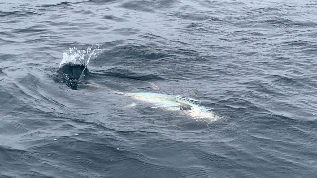 yellowfin