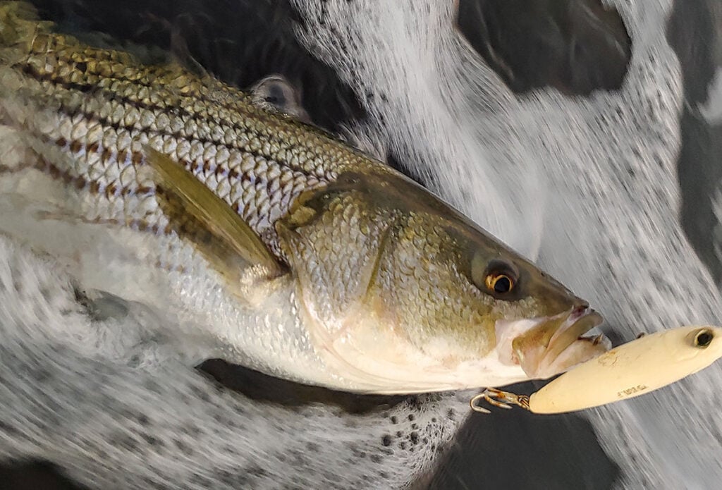 topwater