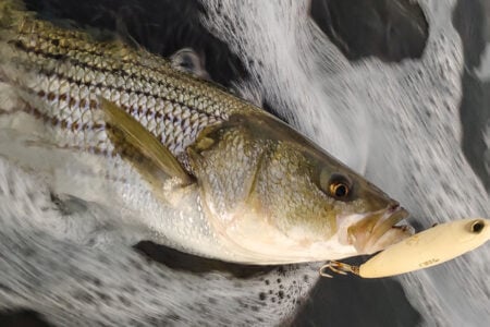 topwater